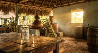 Botella de aguardiente de caña cubano con vaso de shot sobre mesa de madera rústica y cañas de azúcar al fondo