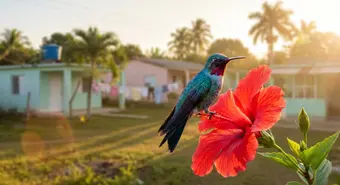 A Cuban Bee Hummingbird perched on a red flower with a Cuban village in the background during sunset.