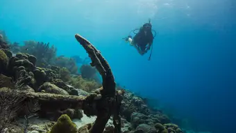 Diver exploring a coral reef in crystal-clear Caribbean waters. Photo: Unsplash