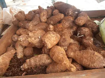 Fresh malanga at a Cuban street market. Photo: Sarang/Wikimedia Commons (public domain)